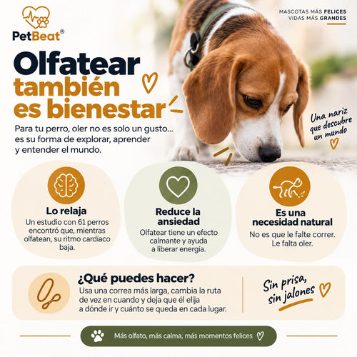 Juguete de Juego y Estimulación — Caracol Interactivo PetBeat®